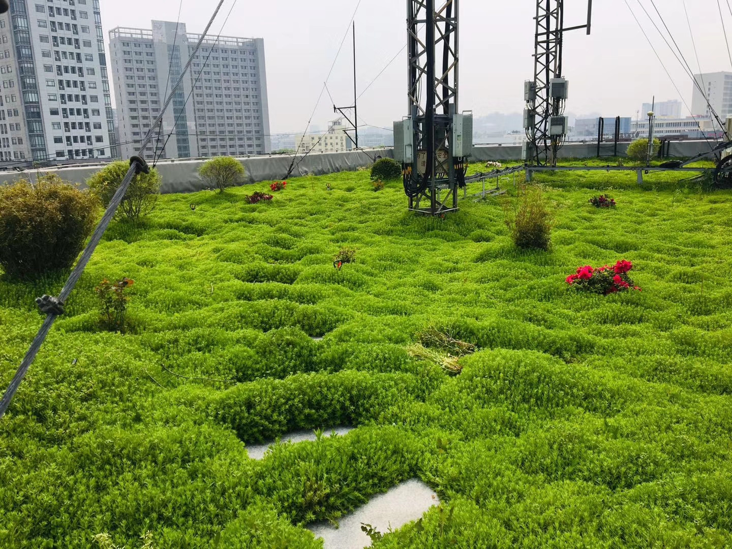 平面屋顶绿化